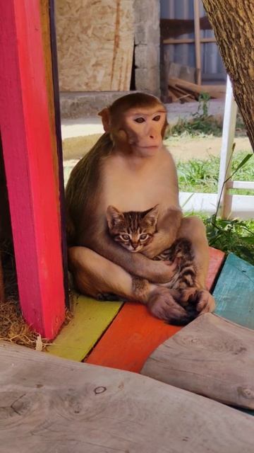 Обезьянки Мама Маруся воспитывает котёнка Ваську😘👍 #макаки #гоша #обезьянки #резус #гуляют