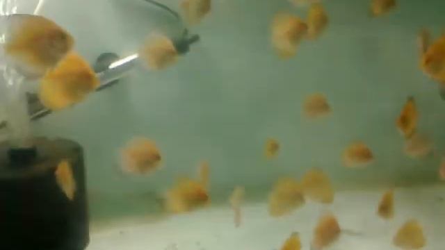 Swapnil Phulpagar Discus Club 1