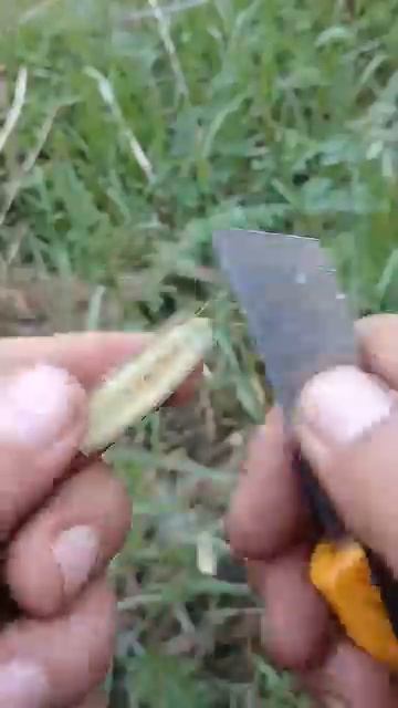 Прививка винограда