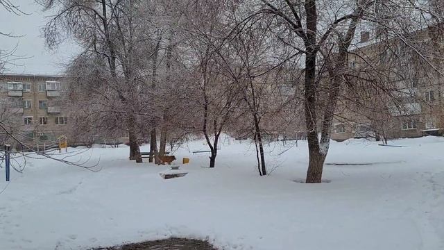 1 марта 2023 г. Весеннее утро с Белкой 🐕🐾⛅️