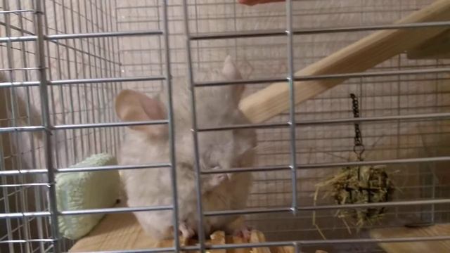 Как умывается моя шиншилла?