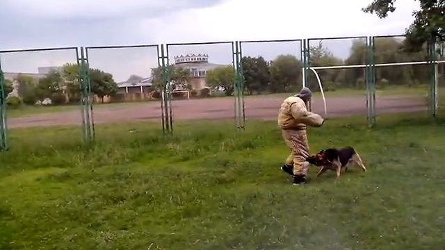 Дрессировка 