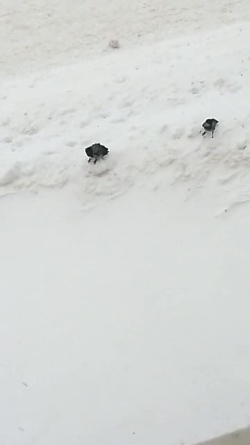 Вороны за окном ждут вкусняшки) #вороны #птицв