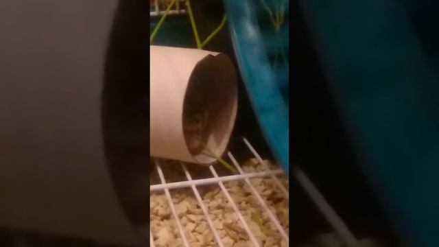 675b70fb5563ad2aee07a86fab64bae8