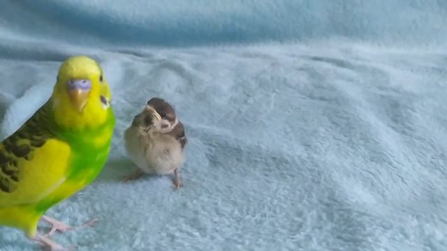 430fdab02d2d29c7bafc7ee7c2a9ae64