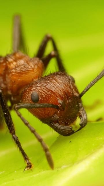 Tiny 6 Legged Animals #муравьи #animals #муравьинаяферма #ants #insects #macro #fyp #pets #животные