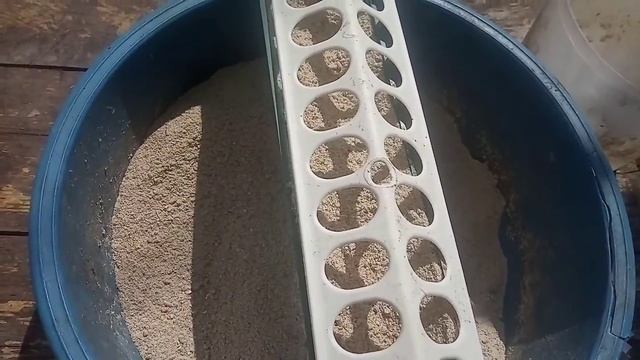 Муларди.Гібрид мускусної качки та пекінки🦆
