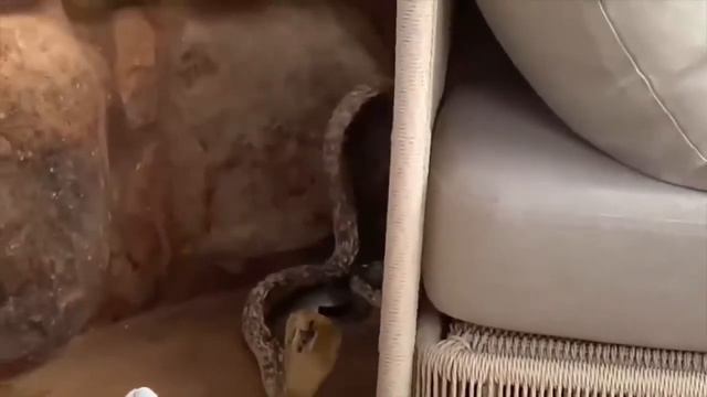 Mongoose Attacks Compilation. Mongoose Vs King Cobra, Black Mamba, Dog, Monkey And Lion