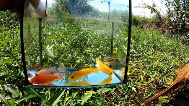Through The Canal Also Catch Beautiful Fish Including Zebra Danio Fish