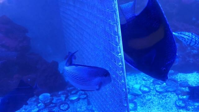 Sohal Tang (Acanthurus Sohal) Under Actinic Lighting