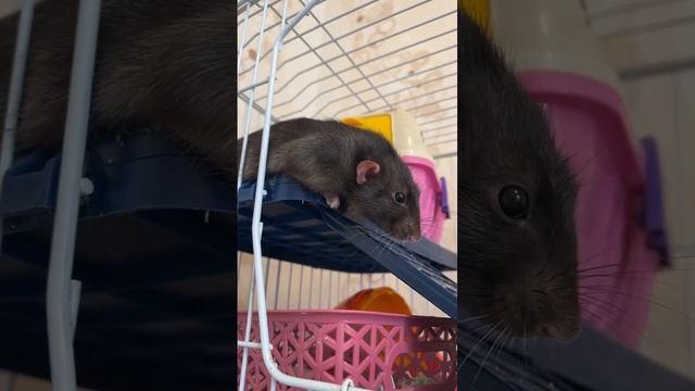 Заботливый брат  #rat #animal #крысы