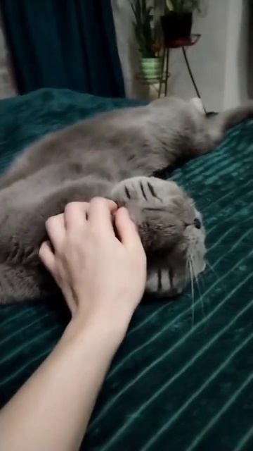 плюшевый прикурил #приколы #cat