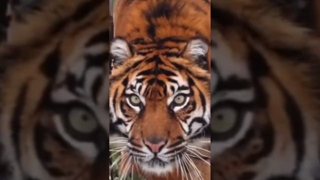 Why Do Tigers Have Red Orange Fur #documentaries #animal #tigers