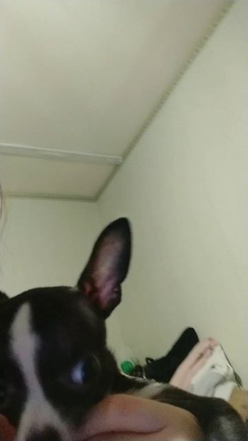 собачка🐶🐕