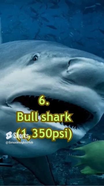 Top 10 Animals With The Strongest Bite Force Of 2024 | Wildlife Claws