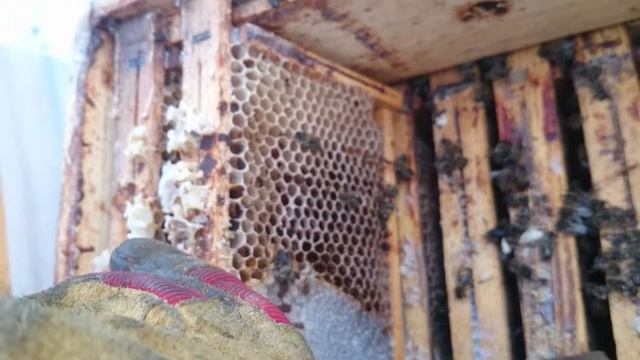 выставились 07 04 18 мертвые ульи