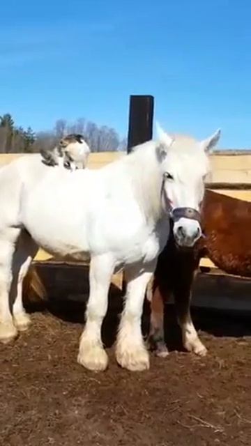 Кот наездник, первый день обкатки;) #кот верхом на лошади # кот Батон и лошадь Помпуша