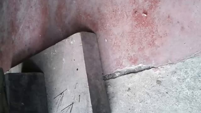 Dra. Gisele Tirando Berne, Larva Da Mosca Dermatobia Hominis (Mosca-varejeira)