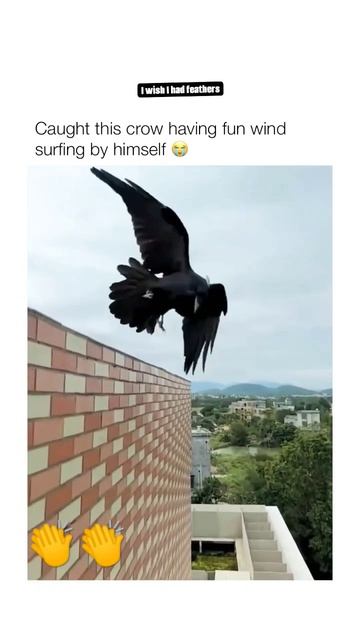 हवा में मजा!