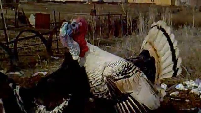 аулбай бокс!!!