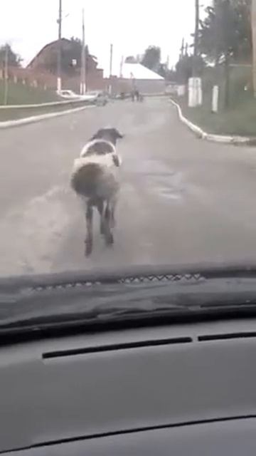 Блатной баран