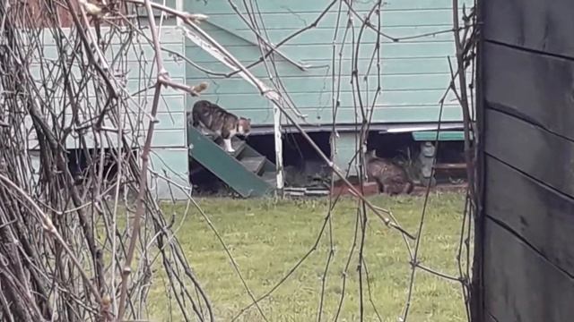 Вася Кот и Барсик Барсик ухаживают)))