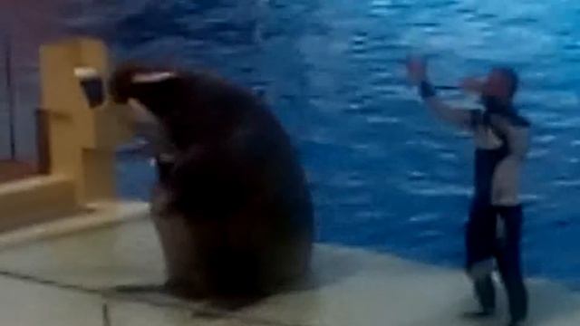 Алания аква шоу.