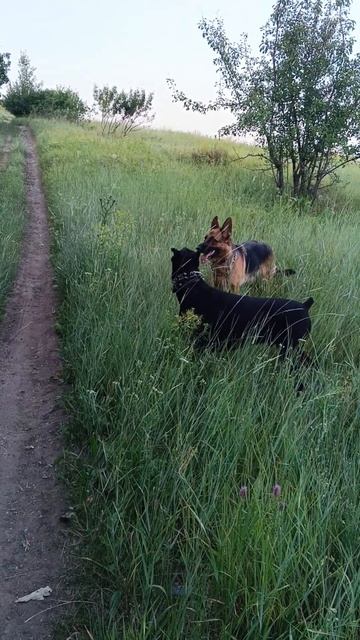 прогулка 😉,Рик и Марта,#немецкаяовчарка,#доберман,#youtube,#shortvideo,#dog,#doglife,