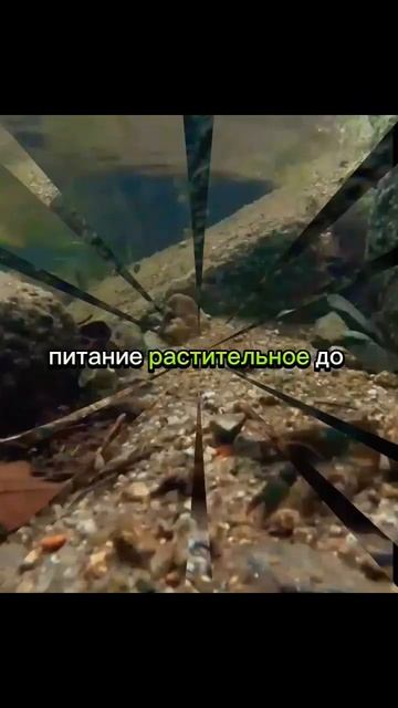 Рак пресноводный..🦐 #animal #животныймир #природа