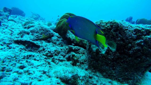 Queen Angelfish, Bonaire