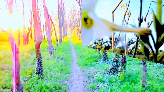 JJ CALE - ROSE IN THE GARDEN