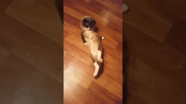 Канал карусель. Мой Борис хочет быть чистюлей.