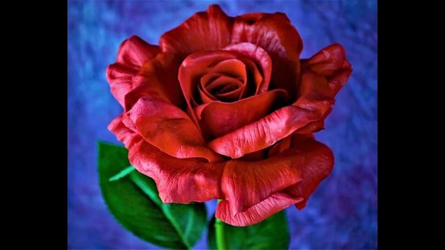 Dea39488cda1d94b595330dc6da3a45f