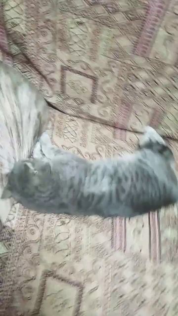 Самые лучшие кошки #рек #приколы #спятусталыеигрушки