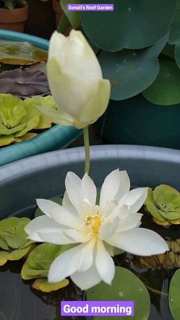#Good Morning Video. #Lotus Foreigner.