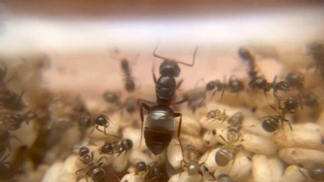 Lasius Sp (L. Umbratus Group)