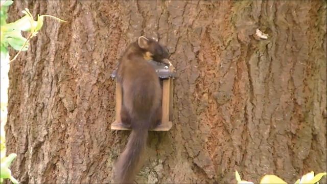 Pine Marten's Of The Scottish Highlands