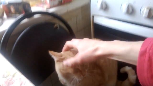 Tishka бешаный котяра