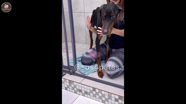 Tearful Ending Of A Doberman Dog After Trusting Wrong Owner