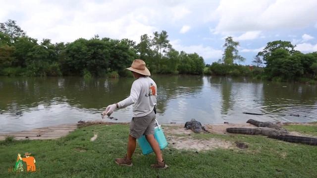 Alligator Alley Feeding Show! Gravity Film Company