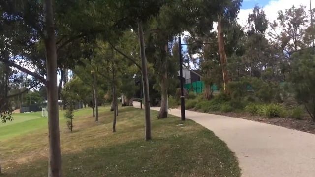 Deafening Sound Of Cicadas In Australia | Sound Of Australian Summer