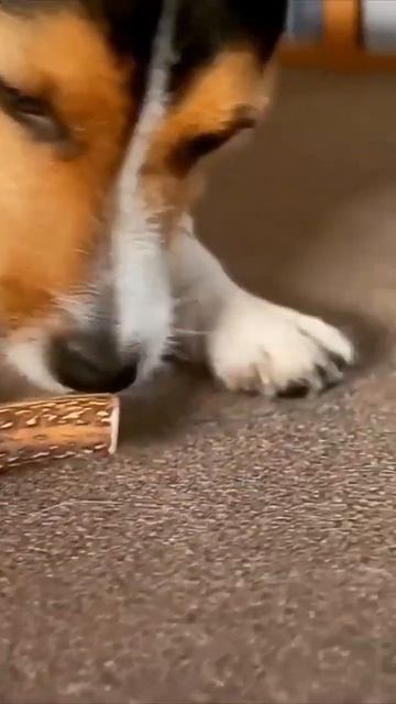 Джек Рассел & Jack Russell оленьи рога для собак