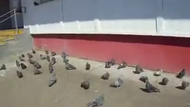 Стая голубей у магазина