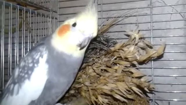 0924a5328e7c8ef0d1acf2516c158af9