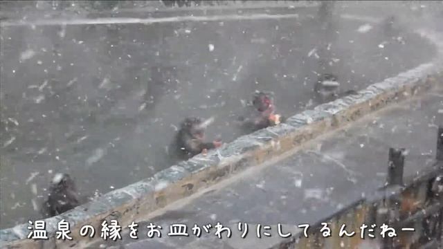 猛吹雪のなか温泉でリンゴをかじるお猿さん 🐾 函館市熱帯植物園