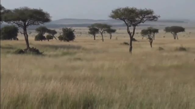 June 11, 2017  Sunrise    Hyena In The Mara With Jamie