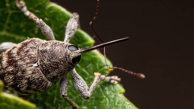 LHS Entomology Club Weekly Feature: