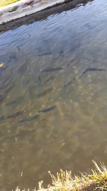 Круговорот форели в природе #shorts #asmr