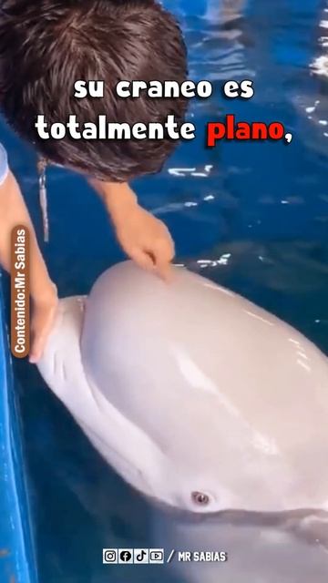 Un Cráneo De La Ballena Beluga #Shorts