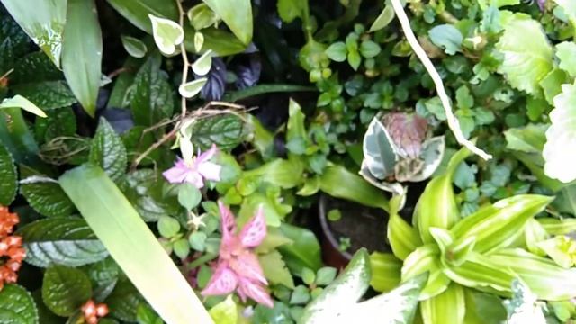 Paano Pararamihin Ang Inyong Lemon Lime Rubber Tree Na Napakadali At Successful?Tips And Ideas